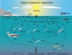 Innledning nringskjeder, nringsnett og kretslp - Naturfag