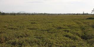 Image result for peat moss