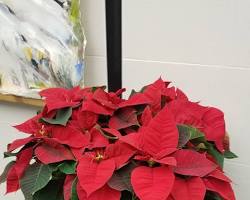 Image of Poinsettia plant