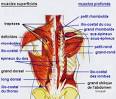 Dossier Douleurs du dos : des douleurs musculaires