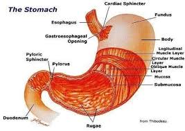 Image result for human stomach