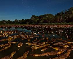 Image of Caimans in the Pantanal