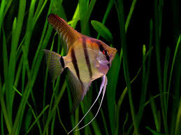 Image result for angelfish