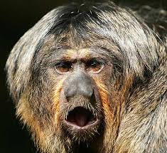 Image result for MONKEYS