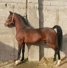 Image result for IRAN HORSES