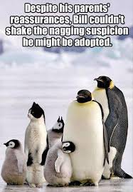 Image result for funny animal pictures