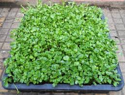 Image result for RAU MẦM CẢI XANH