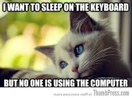 Image result for appropriate cat meme