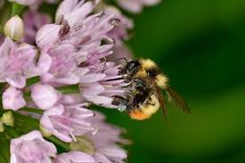 NYT Spelling Bee Answers for August 13, 2026