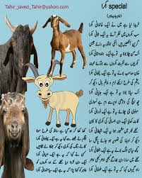 Image result for bakra eid funny images
