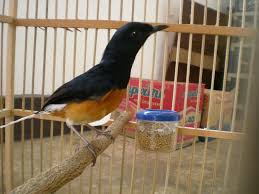 Hasil gambar untuk murai batu