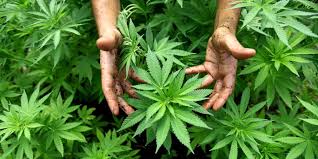 Image result for cannabis images