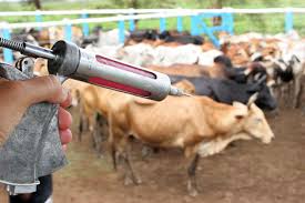 Image result for VACINAÇÃO raiva BOVINA