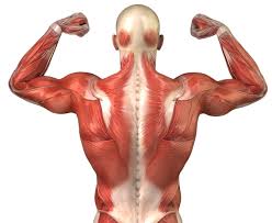 Resultado de imagen de musculatura sin nombres