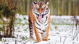 Tigre Inglaterra
