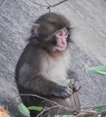 Cảm ơn chị lab Giáng sinh vui vẻ vui vẻ