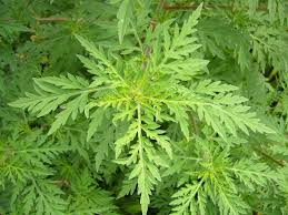 Image result for ragweed image