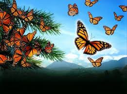 Résultat de recherche d'images pour "symbolique du papillon"