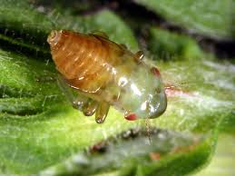 Image result for spittle bug