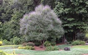 Tetradium daniellii var. hupehensis에 대한 이미지 검색결과