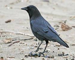 Image of Crows foraging for food in San Francisco