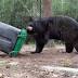 Jacksonville Zoo's Billy the bear helps test bear-resistant trash can