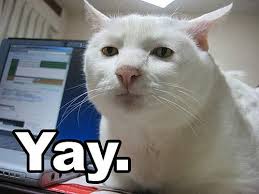 Image result for grumpy cat saying yay