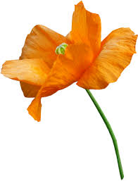 Rsultat de recherche d'images pour 