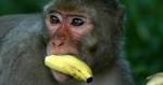 Singe qui mange une banane