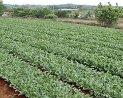 텃밭에 발생하는 다양한 병충해 이미지 (진딧물, 잎벌레, 흰가루병 등), 병충해 관리의 중요성 강조 이미지