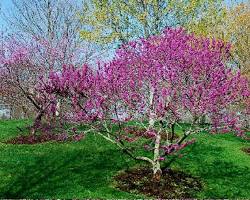 Image of Texas Redbud Tree in Bloom