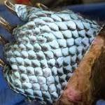  Vets use fish skin to heal bears injured in California wildfires