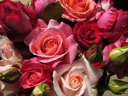 Image result for tea roses