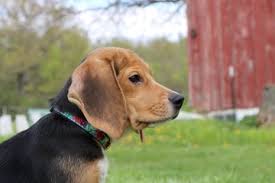 Beagles Rescued from Wisconsin Research Facility After Protests