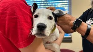 Wayside welcomed 21 shelter animals from Louisiana this morning. Wayside is assisting shelters affected by Hurricane Francine who need to make room for pets displaced by the storms. These dogs will be