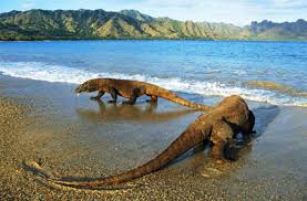 Image result for tempat pariwisata flores NTT