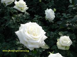 Image result for beautiful white roses images