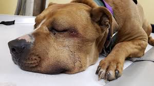 East Side Pet Crisis Fund: Aunt Mary's Story - Gateway Pet ...