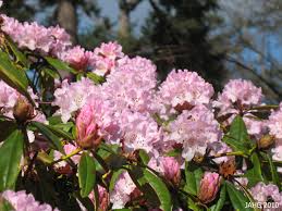 Image result for rhododendron in nepal