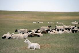 schaap — trending on Google in Belgium