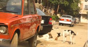 Résultat de recherche d'images pour "cats and dogs living together pictures"