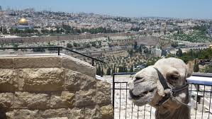 Résultat de recherche d'images pour "la Vieille Ville de Jérusalem."