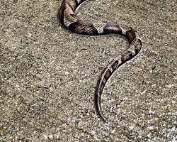 Image of Copperhead in Texas