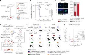 “Inhibiting the Reactivation of Dormant Metastasis in Lung Adenocarcinoma through STING Intervention”