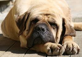 Image result for picture of mastiff