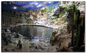 Resultado de imagen de imagenes de loro parque