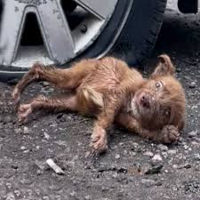 Abandoned and too weak to move, Alice had given up hope ...