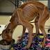 'Skeleton' dog recovering after being abandoned atAtlantachurch