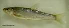 Johnson Silver Minnow Spoon Lures DICK S Sporting Goods