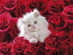 Image result for gwiazdka z nieba